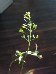 Capsella bursa-pastoris