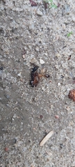 Camponotus xerxes