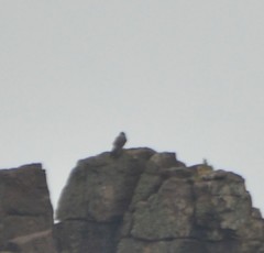 Falco amurensis