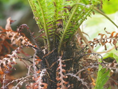 Blechnum gibbum