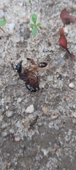 Camponotus xerxes