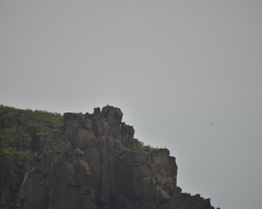 Falco amurensis
