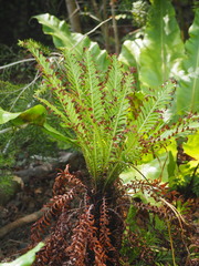 Blechnum gibbum