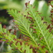 Dwarf Tree Fern - Photo no rights reserved, uploaded by 葉子