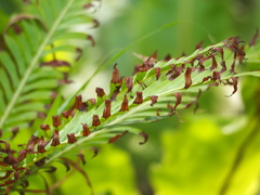 Blechnum gibbum