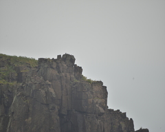 Falco amurensis