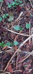 Malva parviflora