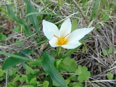 Crocus hadriaticus