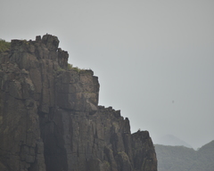 Falco amurensis