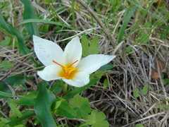 Crocus hadriaticus