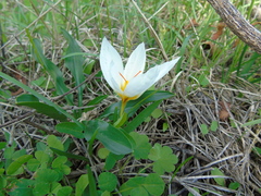 Crocus hadriaticus