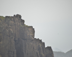 Falco amurensis