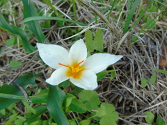 Crocus hadriaticus