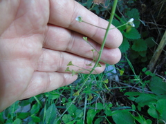 Capsella grandiflora