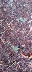 Tribulus terrestris