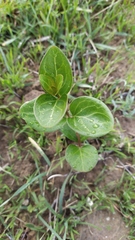 Vinca difformis