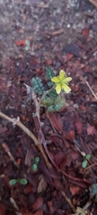 Tribulus terrestris