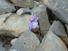 Cyclamen