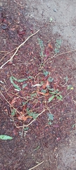Tribulus terrestris