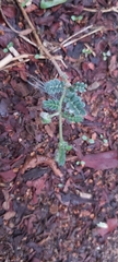 Tribulus terrestris