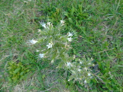 Echium italicum