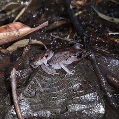 Blue-Eyed Litter Frog photo 4