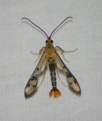 Synanthedon acerni