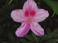 Rhododendron mucronatum