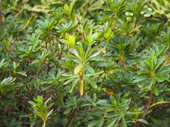 Rhododendron mucronatum