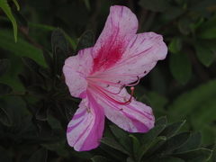 Rhododendron mucronatum