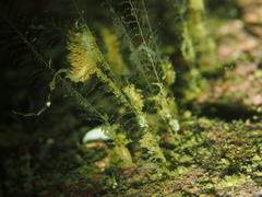 Eubranchus vittatus