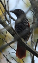 Thamnophilus palliatus