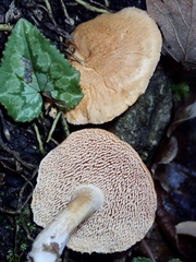 Hydnum rufescens