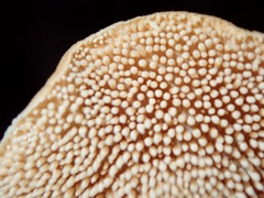 Hydnum rufescens