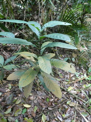 Rothmannia macrophylla