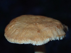 Hydnum rufescens