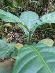 Rothmannia macrophylla