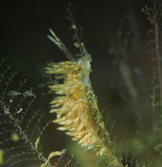 Eubranchus vittatus