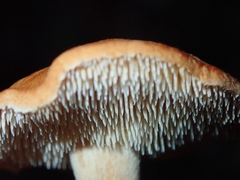 Hydnum rufescens