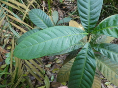 Rothmannia macrophylla