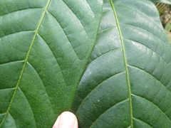 Rothmannia macrophylla