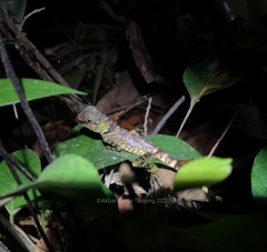 Gonocephalus liogaster