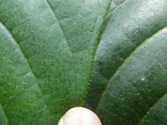 Rothmannia macrophylla