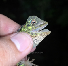 Gonocephalus liogaster