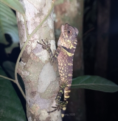 Gonocephalus liogaster