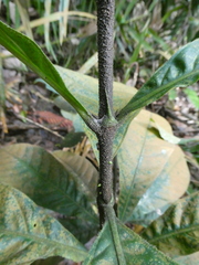 Rothmannia macrophylla