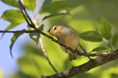 Phylloscopus ogilviegranti