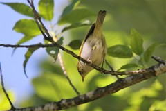 Phylloscopus ogilviegranti