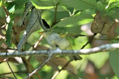 Phylloscopus ogilviegranti