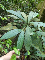 Rothmannia macrophylla